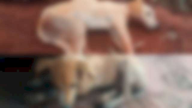 Cães que sobreviveram, estão debilitados e correm risco de vida, segundo proprietária (Foto: Região News)