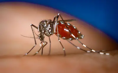 Prefeitura de Natal decreta estado de emergência por 90 dias após aumento de casos de dengue