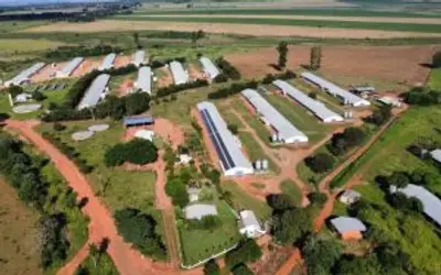Frango Vida renova avicultura em Sidrolândia e garante modernização da atividade na região